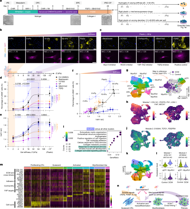 Selective inhibition of stromal mechanosensing suppresses cardiac fibrosis
