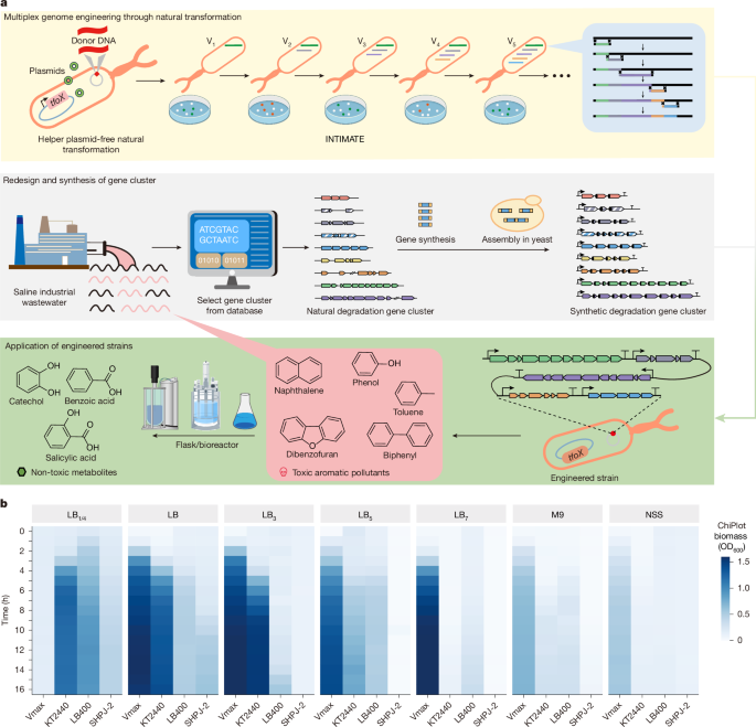Bioremediation of complex organic pollutants by engineered <i>Vibrio natriegens</i>