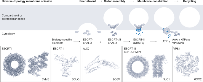 The expanding repertoire of ESCRT functions in cell biology and disease