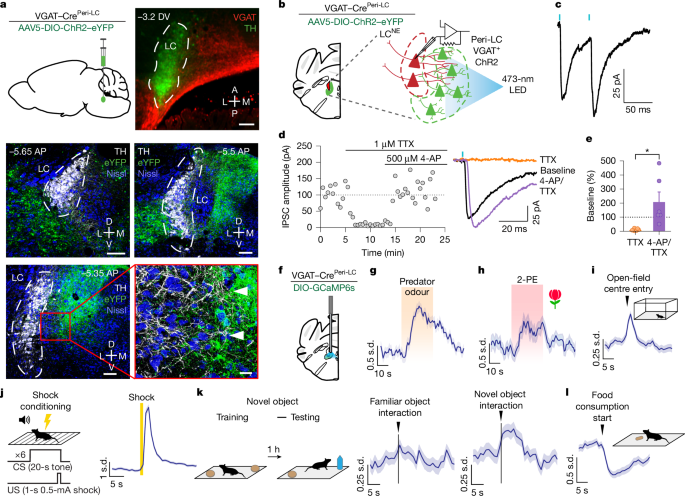 Heterogeneous pericoerulear neurons tune arousal and exploratory behaviours