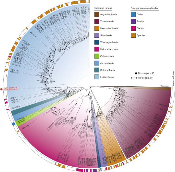 Deep origin of eukaryotes outside Heimdallarchaeia within Asgardarchaeota