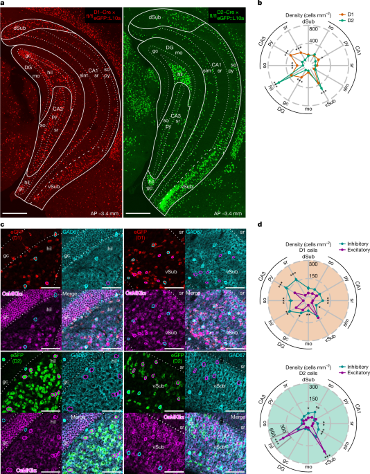 Dopamine D1–D2 signalling in hippocampus arbitrates approach and avoidance