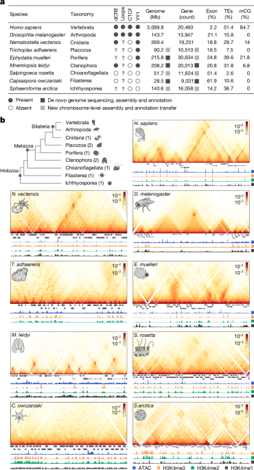 Chromatin loops are an ancestral hallmark of the animal regulatory genome