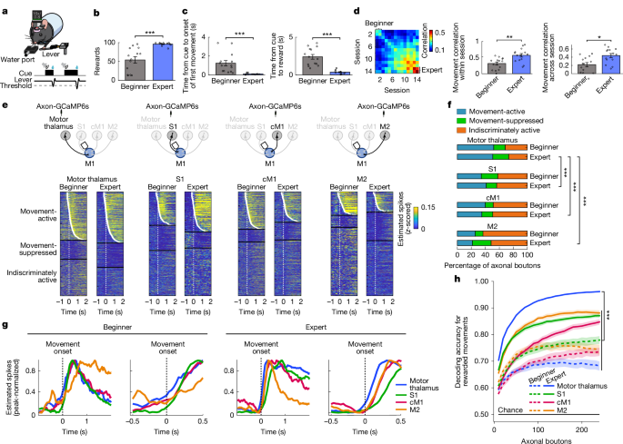 Motor learning refines thalamic influence on motor cortex