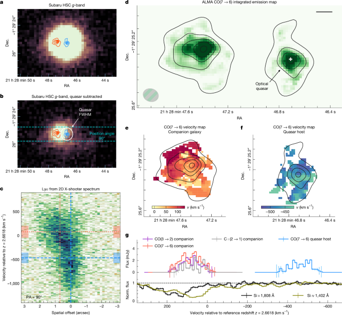 Quasar radiation transforms the gas in a merging companion galaxy