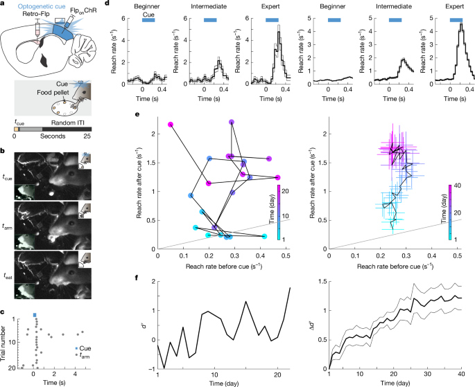 Striatum supports fast learning but not memory recall
