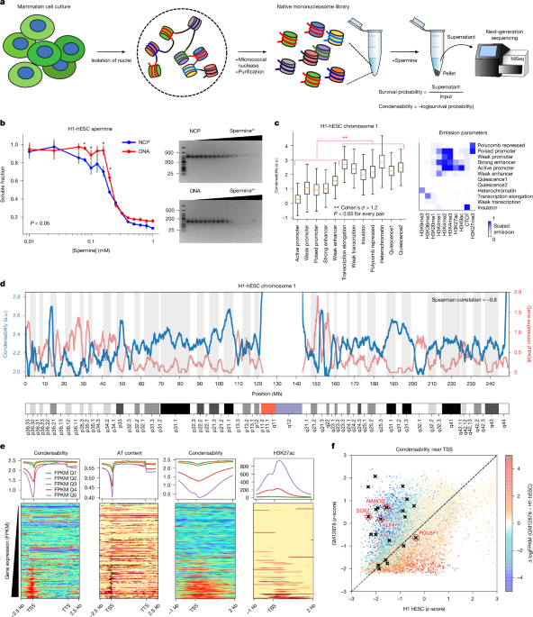 Native nucleosomes intrinsically encode genome organization principles