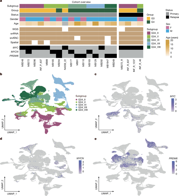 Oncogene aberrations drive medulloblastoma progression, not initiation