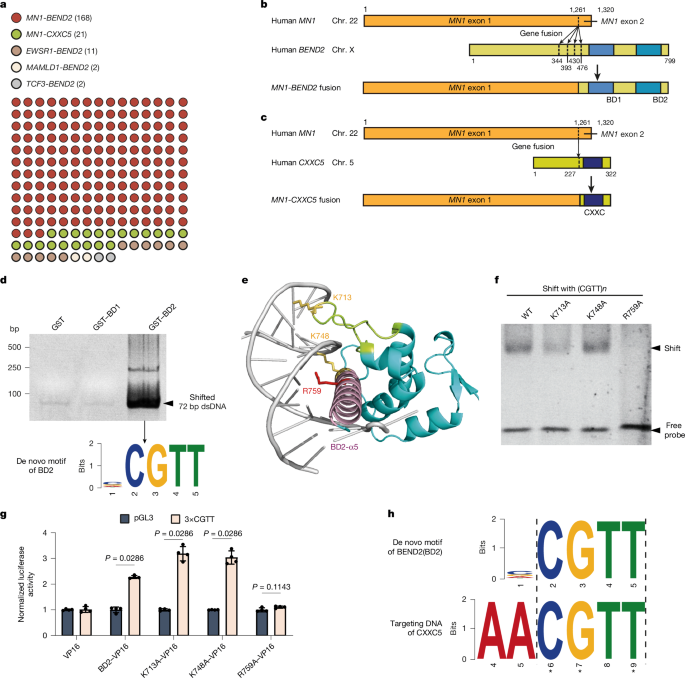Oncogenic fusions converge on shared mechanisms in initiating astroblastoma
