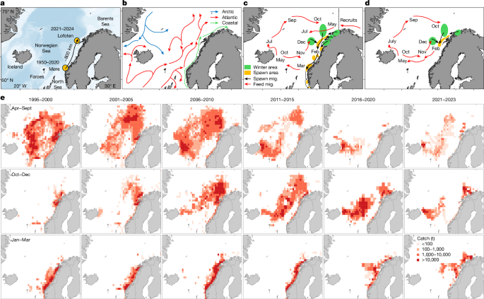 Herring spawned poleward following fishery-induced collective memory loss