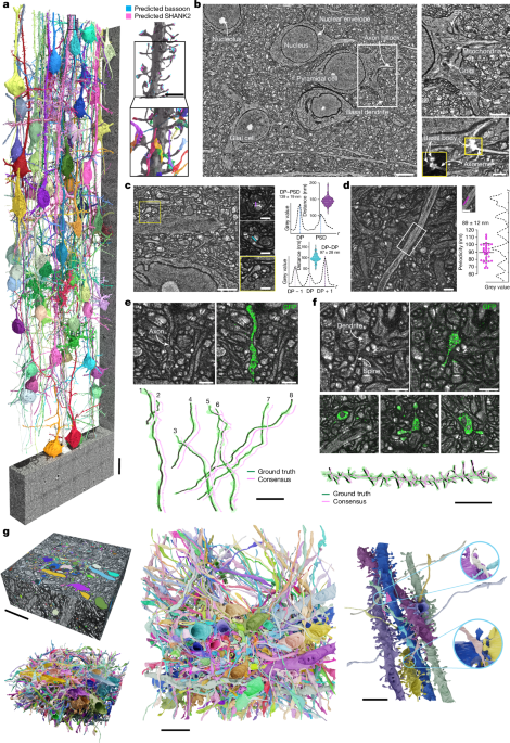 Light-microscopy-based connectomic reconstruction of mammalian brain tissue