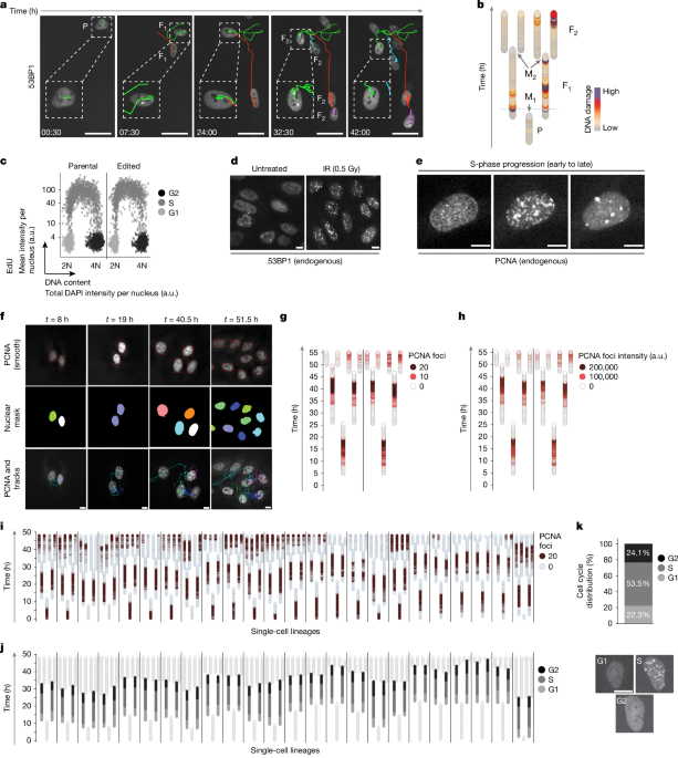 Multigenerational cell tracking of DNA replication and heritable DNA damage