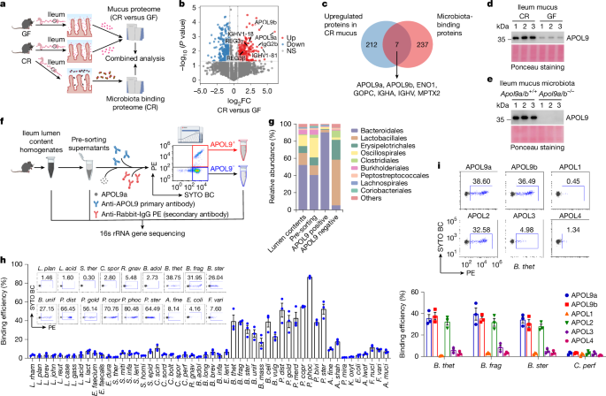Targeting symbionts by apolipoprotein L proteins modulates gut immunity
