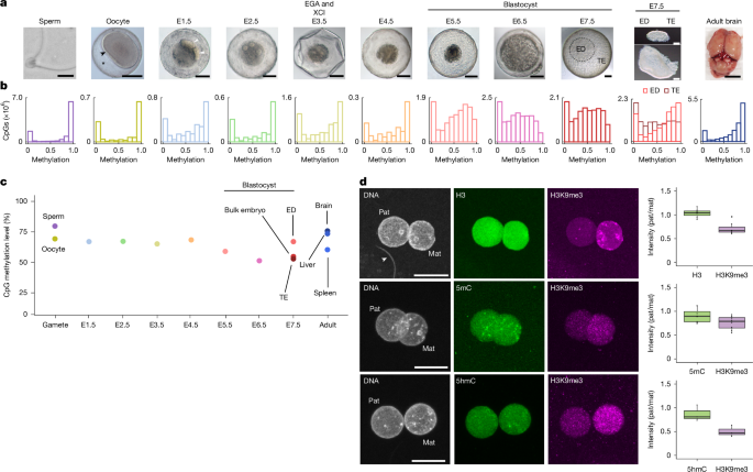 Divergent DNA methylation dynamics in marsupial and eutherian embryos