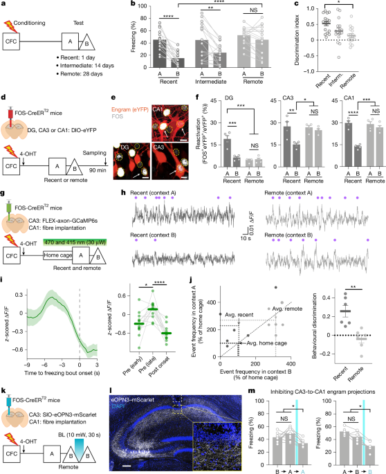 Systems consolidation reorganizes hippocampal engram circuitry
