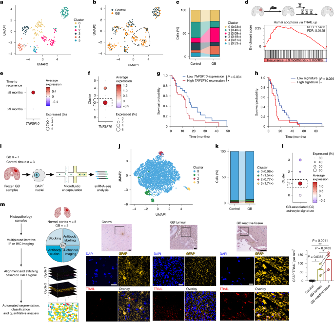 Glioblastoma-instructed astrocytes suppress tumour-specific T cell immunity