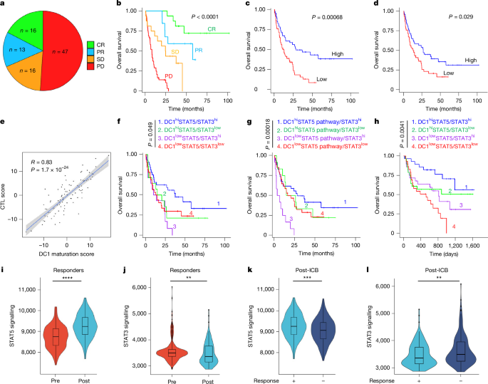 STAT5 and STAT3 balance shapes dendritic cell function and tumour immunity