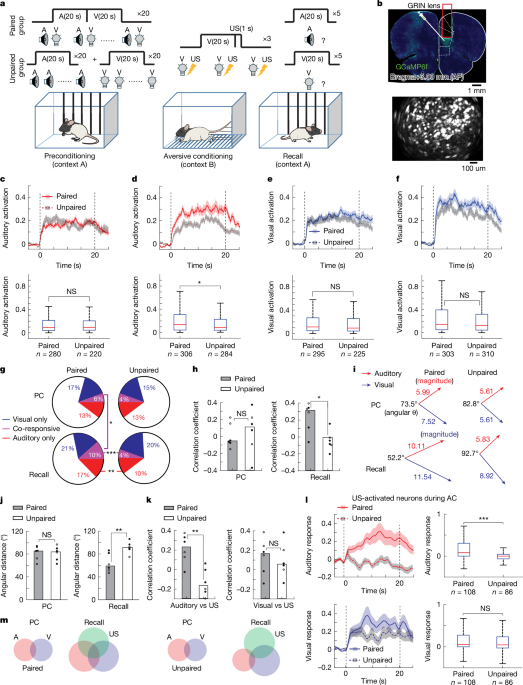 Prefrontal encoding of an internal model for emotional inference