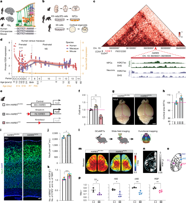 A human-specific enhancer fine-tunes radial glia potency and corticogenesis