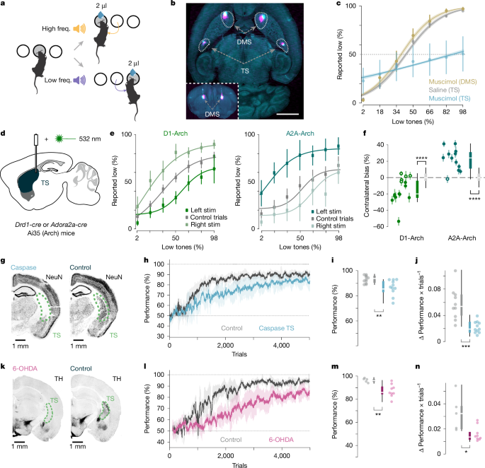 Dopaminergic action prediction errors serve as a value-free teaching signal