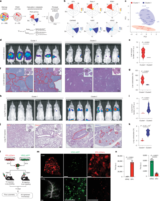 PCSK9 drives sterol-dependent metastatic organ choice in pancreatic cancer