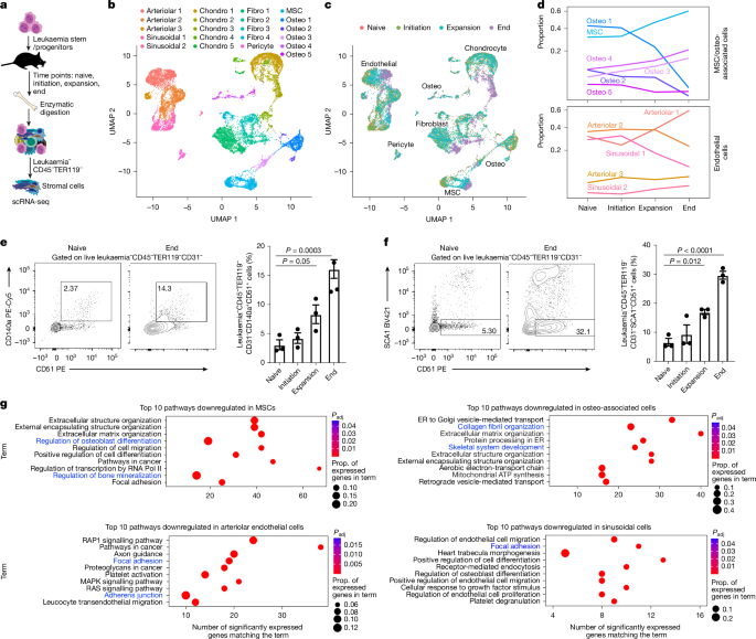 Taurine from tumour niche drives glycolysis to promote leukaemogenesis