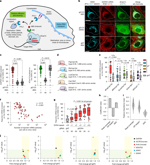 Programmable control of spatial transcriptome in live cells and neurons