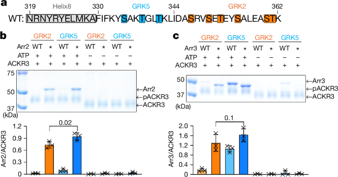 Effect of phosphorylation barcodes on arrestin binding to a chemokine receptor