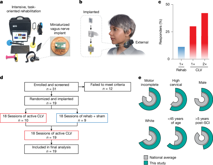 Closed-loop vagus nerve stimulation aids recovery from spinal cord injury