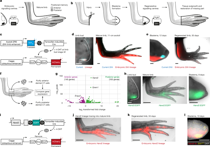 Molecular basis of positional memory in limb regeneration