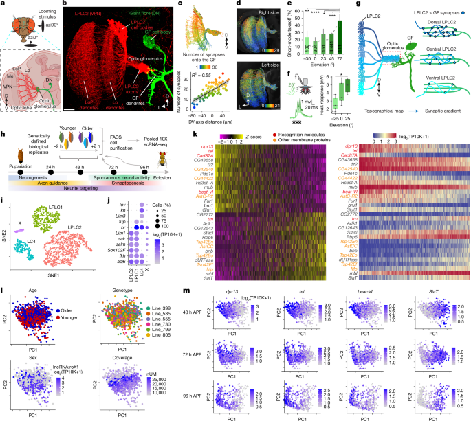 Molecular gradients shape synaptic specificity of a visuomotor transformation