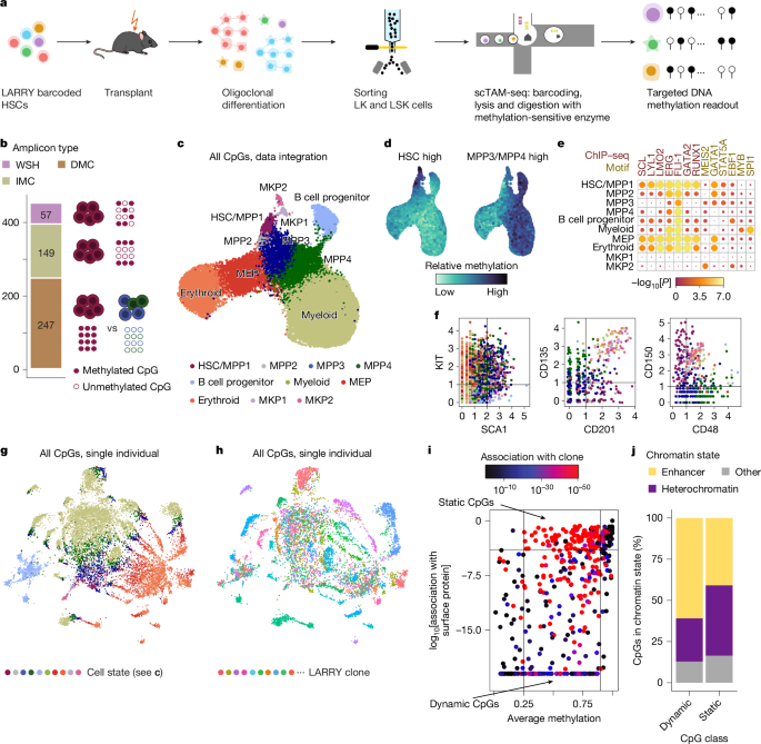 Clonal tracing with somatic epimutations reveals dynamics of blood ageing
