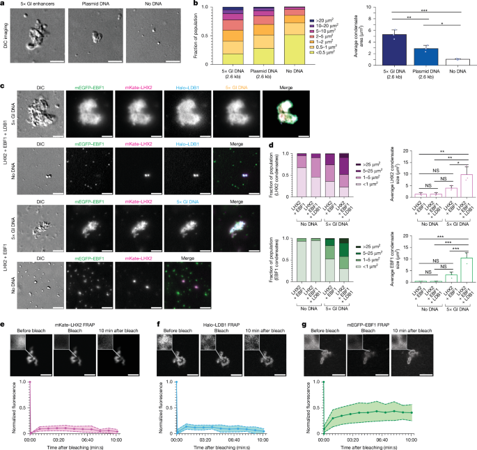 Solid phase transitions as a solution to the genome folding paradox