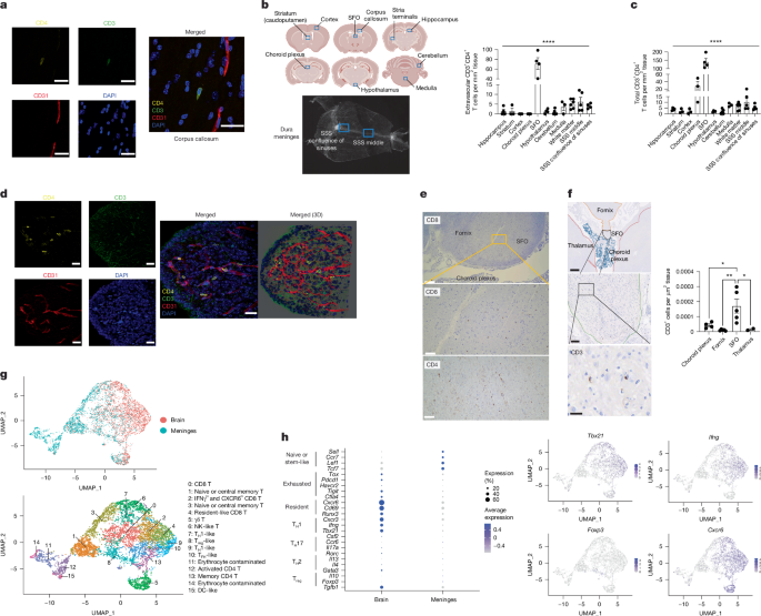 The subfornical organ is a nucleus for gut-derived T cells that regulate behaviour