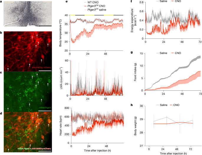 Preoptic EP3R neurons constitute a two-way switch for fever and torpor