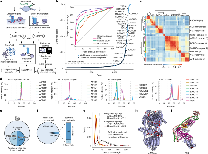 EndoMAP.v1 charts the structural landscape of human early endosome complexes