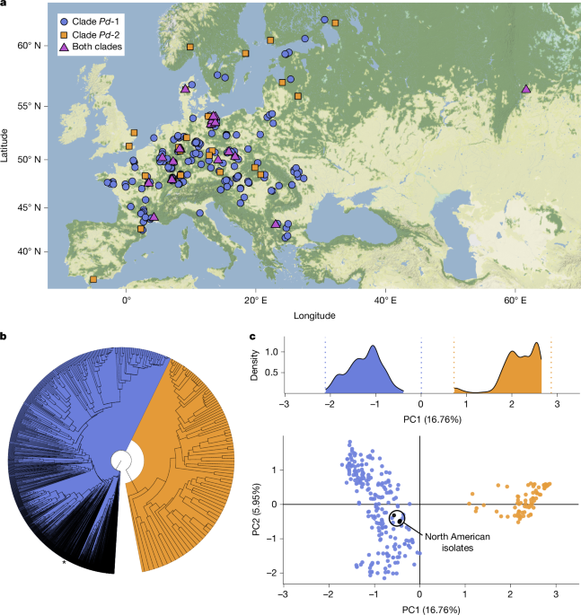 Two distinct host-specialized fungal species cause white-nose disease in bats