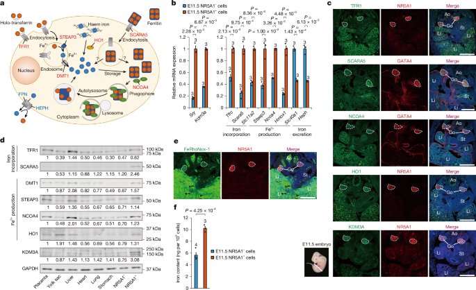 Maternal iron deficiency causes male-to-female sex reversal in mouse embryos