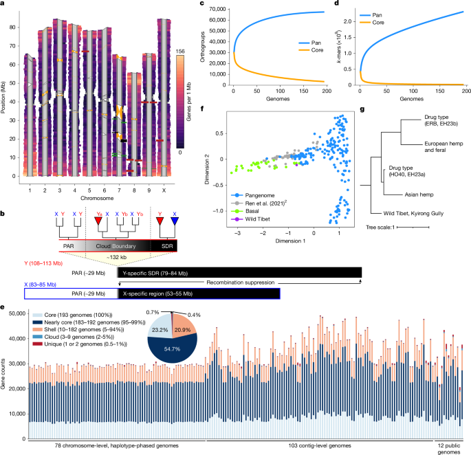Domesticated cannabinoid synthases amid a wild mosaic cannabis pangenome