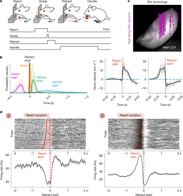 Dynamic basal ganglia output signals license and suppress forelimb movements