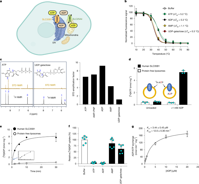 Stepwise ATP translocation into the endoplasmic reticulum by human SLC35B1