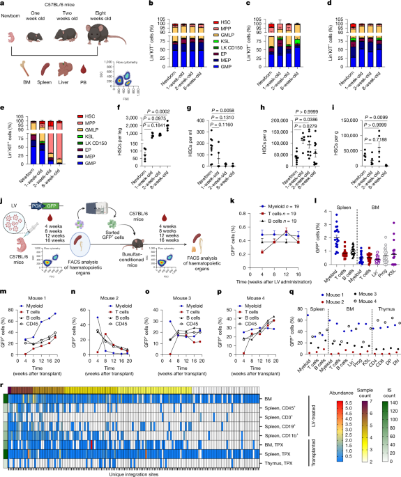 In vivo haemopoietic stem cell gene therapy enabled by postnatal trafficking