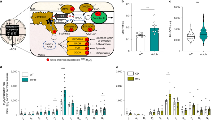 CoQ imbalance drives reverse electron transport to disrupt liver metabolism