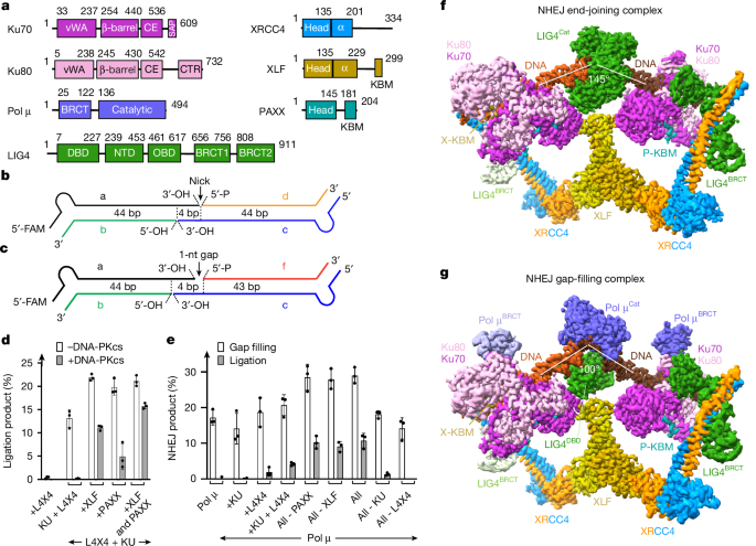 Dynamic assemblies and coordinated reactions of non-homologous end joining