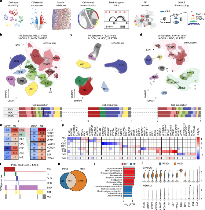 Single-cell transcriptomic and chromatin dynamics of the human brain in PTSD