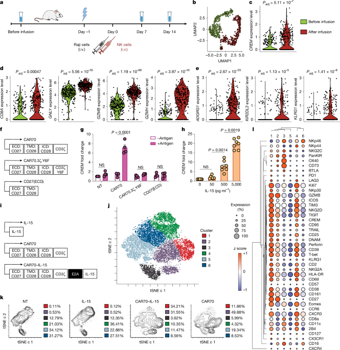 CREM is a regulatory checkpoint of CAR and IL-15 signalling in NK cells