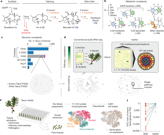 Discovery of FoTO1 and Taxol genes enables biosynthesis of baccatin III