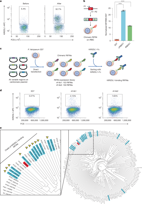 RIFINs displayed on malaria-infected erythrocytes bind KIR2DL1 and KIR2DS1