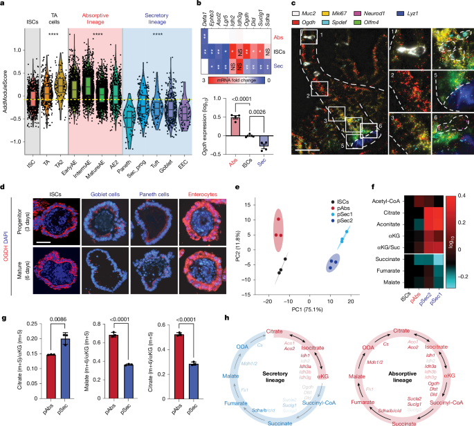 Metabolic adaptations direct cell fate during tissue regeneration