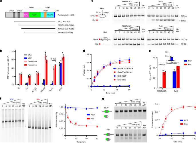 Subnucleosome preference of human chromatin remodeller SMARCAD1